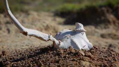 [ THUNDER RUMBLES ] - Dino Hunters
