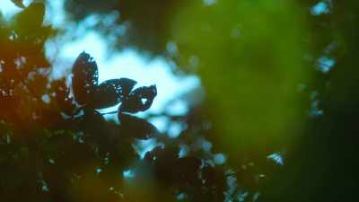 [thunder rumbling] - Tiny World