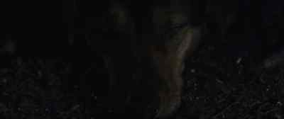 (THUNDER RUMBLING) - A Dog's Way Home