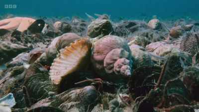 Tidal beds like these can easily
be destroyed by bottom-trawling. - Wild Isles