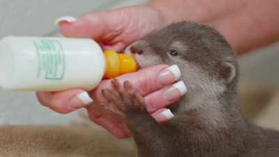 Tiffany: No, but they just
started the little hand-holding - Secrets of the Zoo