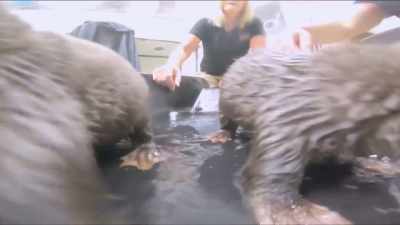 Tiffany: You would think
that otters just, like, - Secrets of the Zoo
