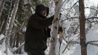 TIG: Beaver's one of the
elder's absolute favorite - Life Below Zero: First Alaskans