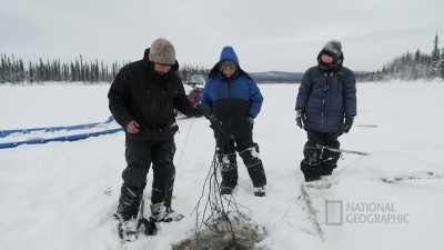 TIG: I'll be darned boys.
We got us a smart one. - Life Below Zero: First Alaskans