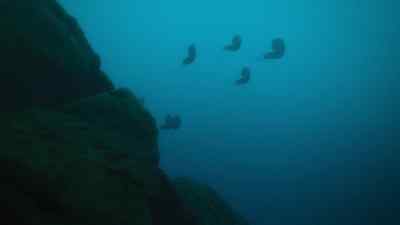Tiger ammonites are themselves hunters. - Prehistoric Planet