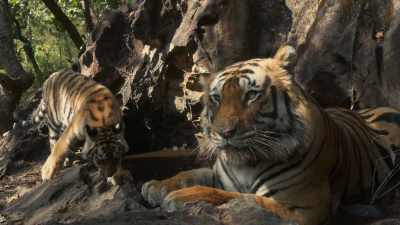 Tiger fathers
rarely meet their offspring. - Dynasties