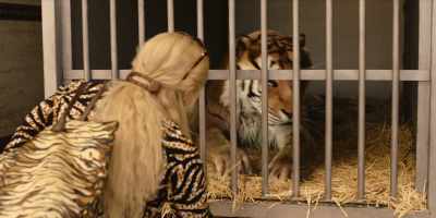 [tiger groaning] - Joe vs Carole