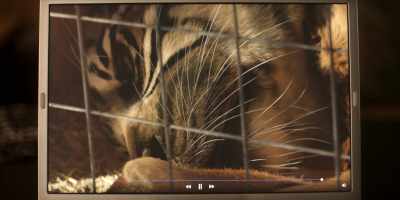 [tiger groaning] - Joe vs Carole