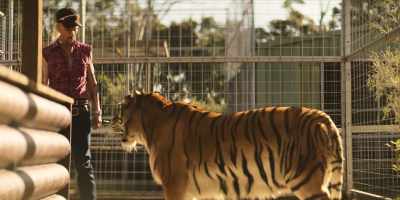 [tiger growls] - Joe vs Carole