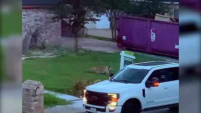 [ Tiger growls ] - Neighborhood Wars