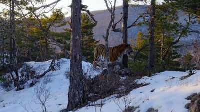 [tiger growls] - Our Planet