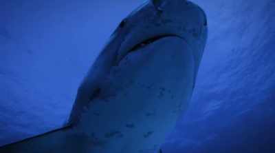 Tigers claim 129 unprovoked
attacks on humans, - Shark Attack Files
