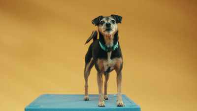 Tighten your butt right now,
and then ask yourself how you feel. - Inside the Mind of a Dog