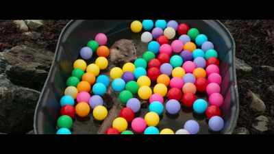 ? 'Til the end of day ? - Billy & Molly: An Otter Love Story