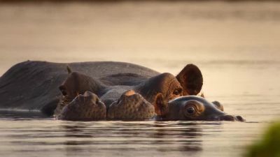 Till then, Mum is her only protection. - Big Beasts