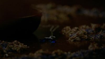 Tillate ulaz. Tillate ulaz. - The Originals
