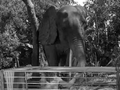Timba. - Tarzan Escapes