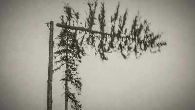 Timber was abundant, - Trees and Other Entanglements