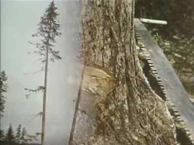 TIMBER! - Timberjack
