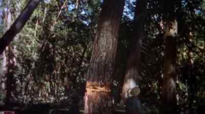 Timber! - Guns of the Timberland