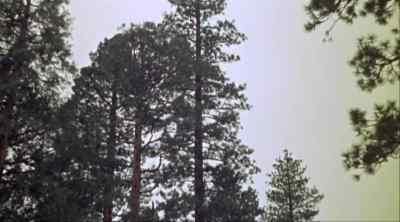 Timber! - Guns of the Timberland