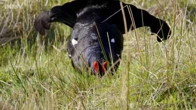 Time to eat. - Wales: Land of the Wild