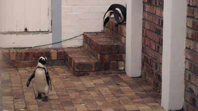 Time to form a search party. - Penguin Town