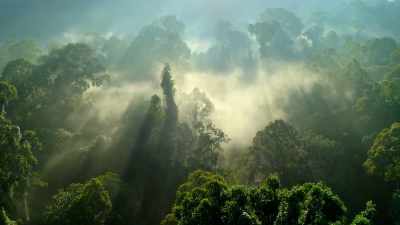 Time has made Borneo's jungles
extraordinarily rich and diverse. - Our Planet