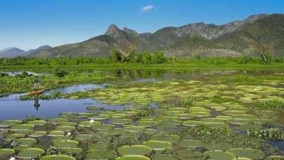Time to see some giant
water lilies underwater. - The Green Planet