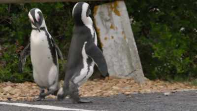 Time to show these young bullies - Penguin Town