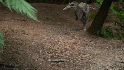 Time for the youngster to make a move... - Prehistoric Planet
