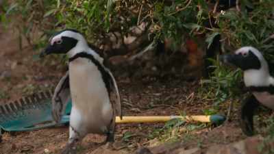 Time for them to get the heck outta Dodge. - Penguin Town