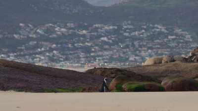 Time and tide wait for no penguin. - Penguin Town