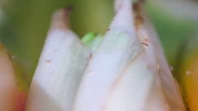 Tinier than a pinhead, - Tiny World