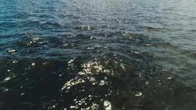 Tiny animal immigrants
were also arriving, - Wild Ways of the Vikings