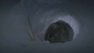 Tiny arctic lemmings. - Frozen Planet II