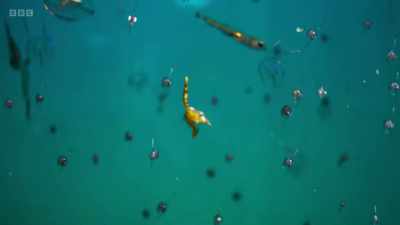 Tiny creatures that drift in great
clouds driven by the ocean currents. - Wild Isles