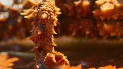 Tiny gaps between its spines
draw water upwards. - Tiny World