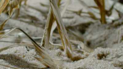 Tiny hairs grip on to the ground, - The Green Planet