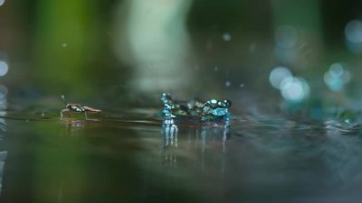Tiny inhabitants must seek cover... - Tiny World
