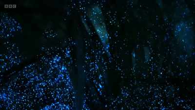Tiny light-producing algae create
vast clouds of bioluminescence. - Wild Isles