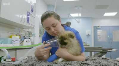 Tiny Pomeranian puppy Bear
is heading down to surgery - 24/7 Pet Hospital