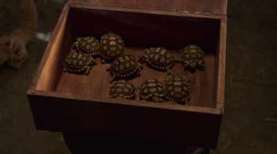 Tiny and slow, just like you guys.
Go ahead, grab one. - Magic Camp