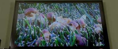 Tiny snails hatch out of the eggs. - Art of the Dead