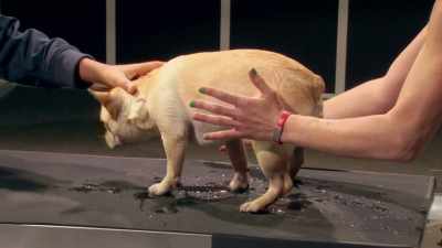 TIPI'S SHAKE STARTS AT THE HEAD
AND WORKS DOWN - Mythbusters Jr.