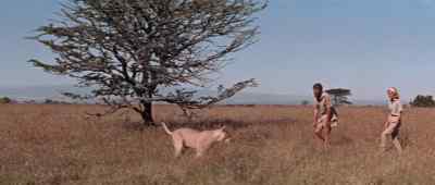 Tired?
Yes. I am a little. - Born Free