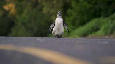 To a penguin, this is a big town. - Penguin Town