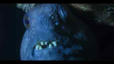 To a wolffish male, - Our Oceans