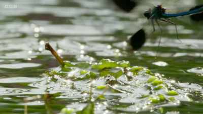 To attract a female,
a male must secure a patch - Wild Isles