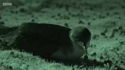 To avoid disturbing the shearwaters, - Wales: Land of the Wild